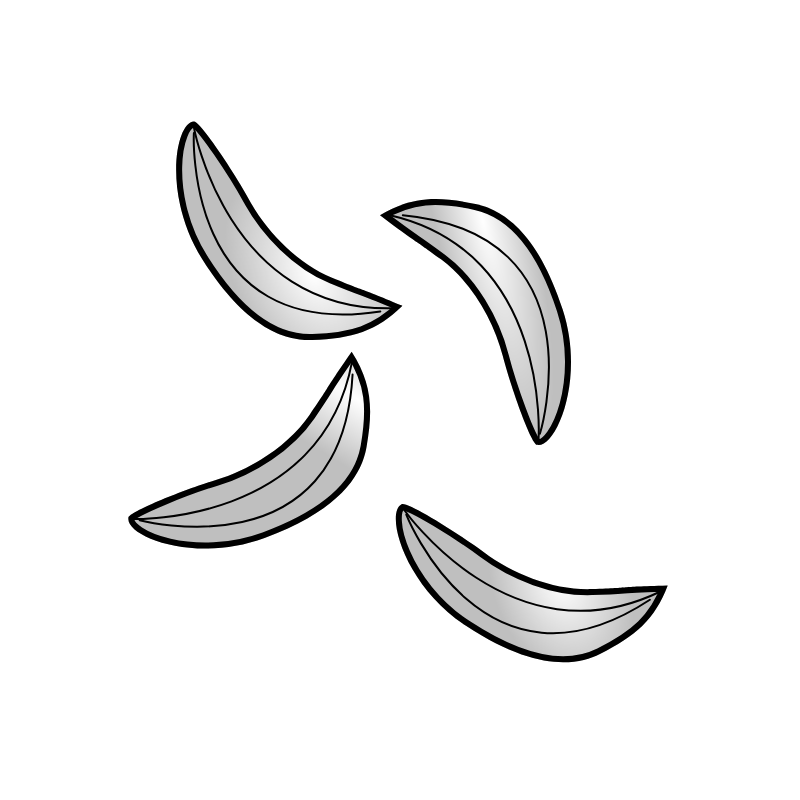 Glattblättrige Petersilie
